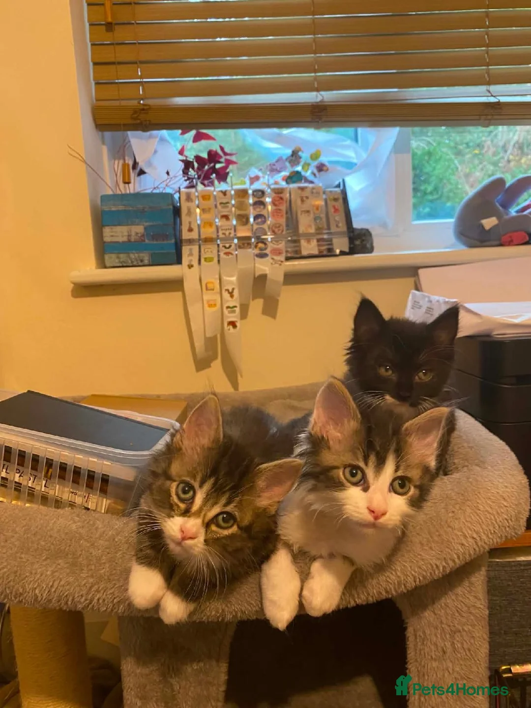 Ragdoll cats for sale: Ragdoll cross kittens in Andover - Advert 2
