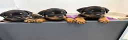 Rottweiler dogs for sale: Beautiful litter of KC Rottweilers  - Advert 7