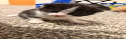 Mixed Breed cats for sale: 2 stunning black and white Kittens left - Advert 10