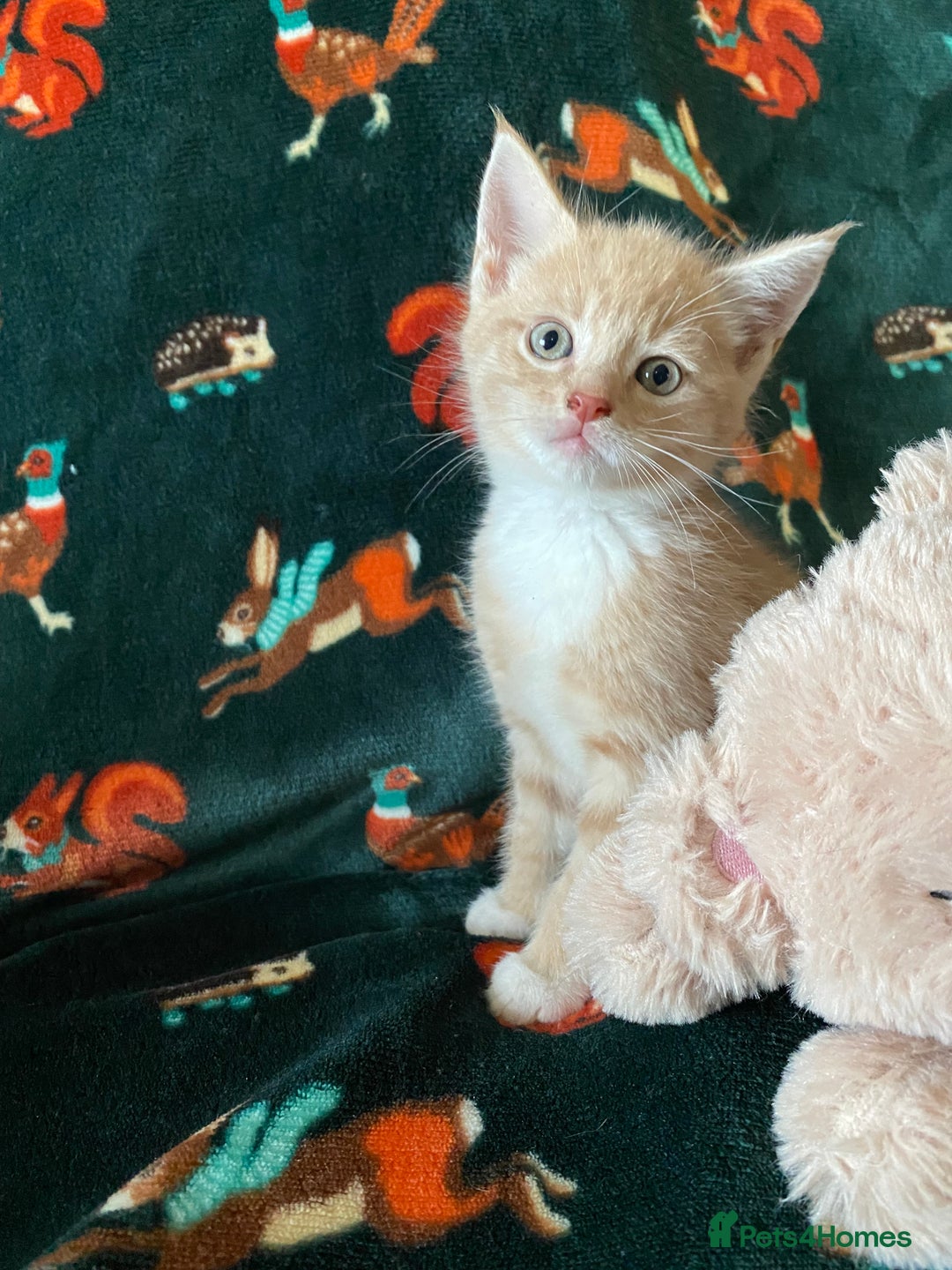 Maine Coon cats for sale: Maine Coon, BSH moggy mix - Advert 3