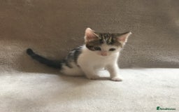 Mixed Breed cats for sale: Bring Home a Bundle of Joy Kittens Ready Oct. 2nd! - Image 21