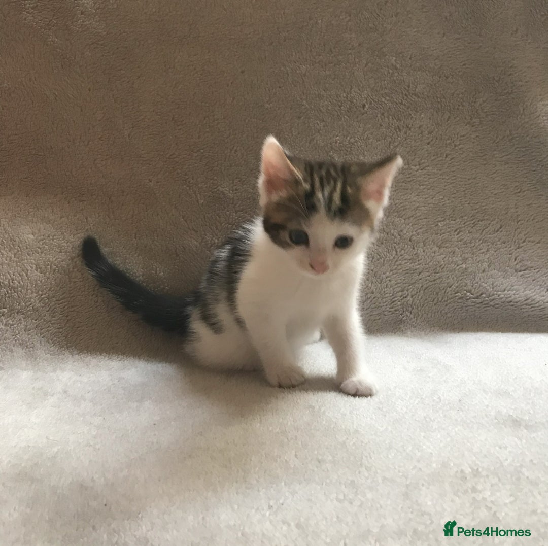 Mixed Breed cats for sale: Bring Home a Bundle of Joy Kittens Ready Oct. 2nd! - Image 21