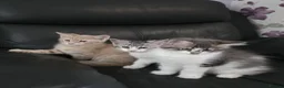 Maine Coon cats for sale: Beautiful and playful half Maine coon kittens  - Advert 5