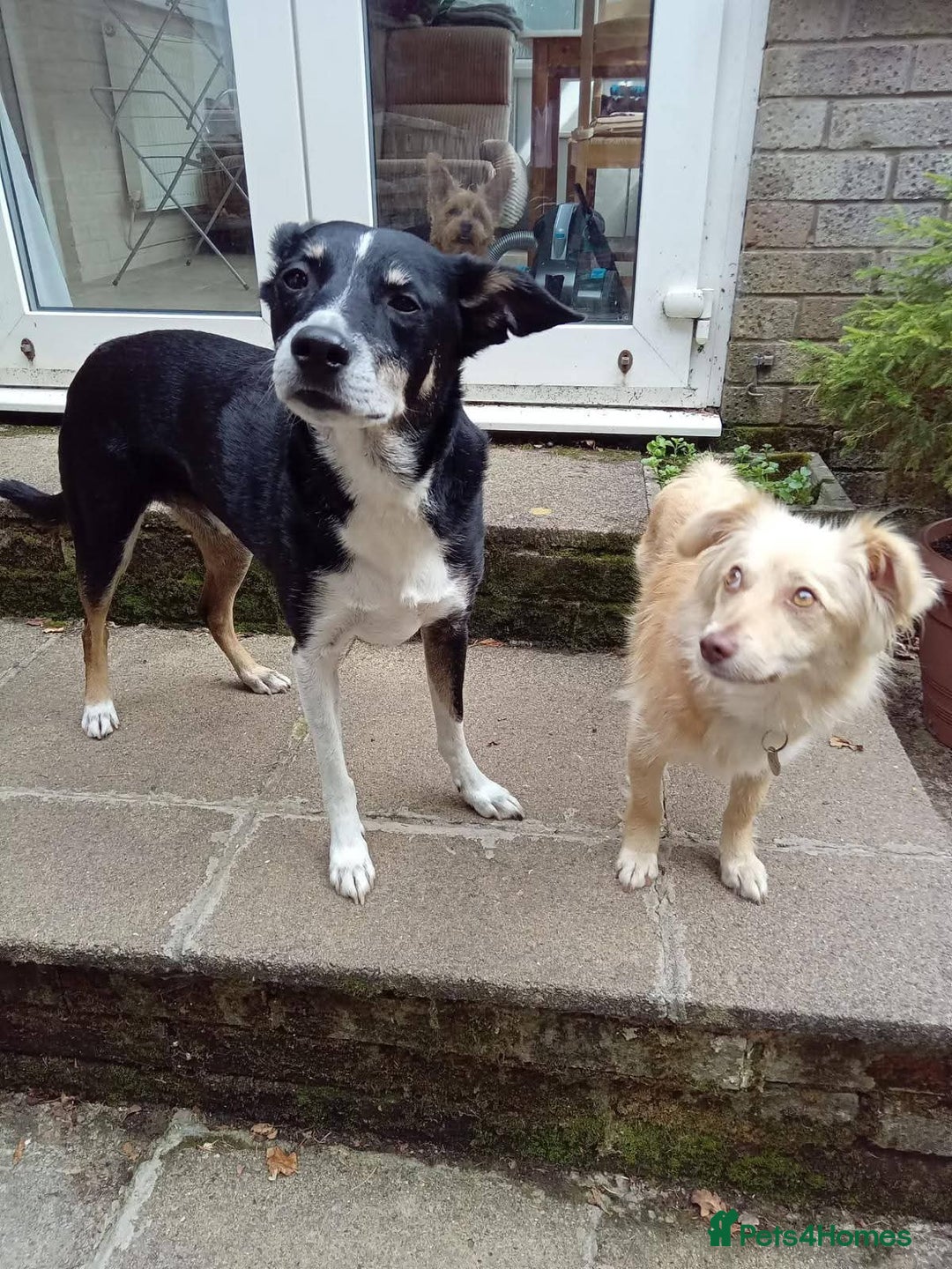 Mixed Breed dogs for adoption: Meet Poppet, currently residing in South Wales - Image 6