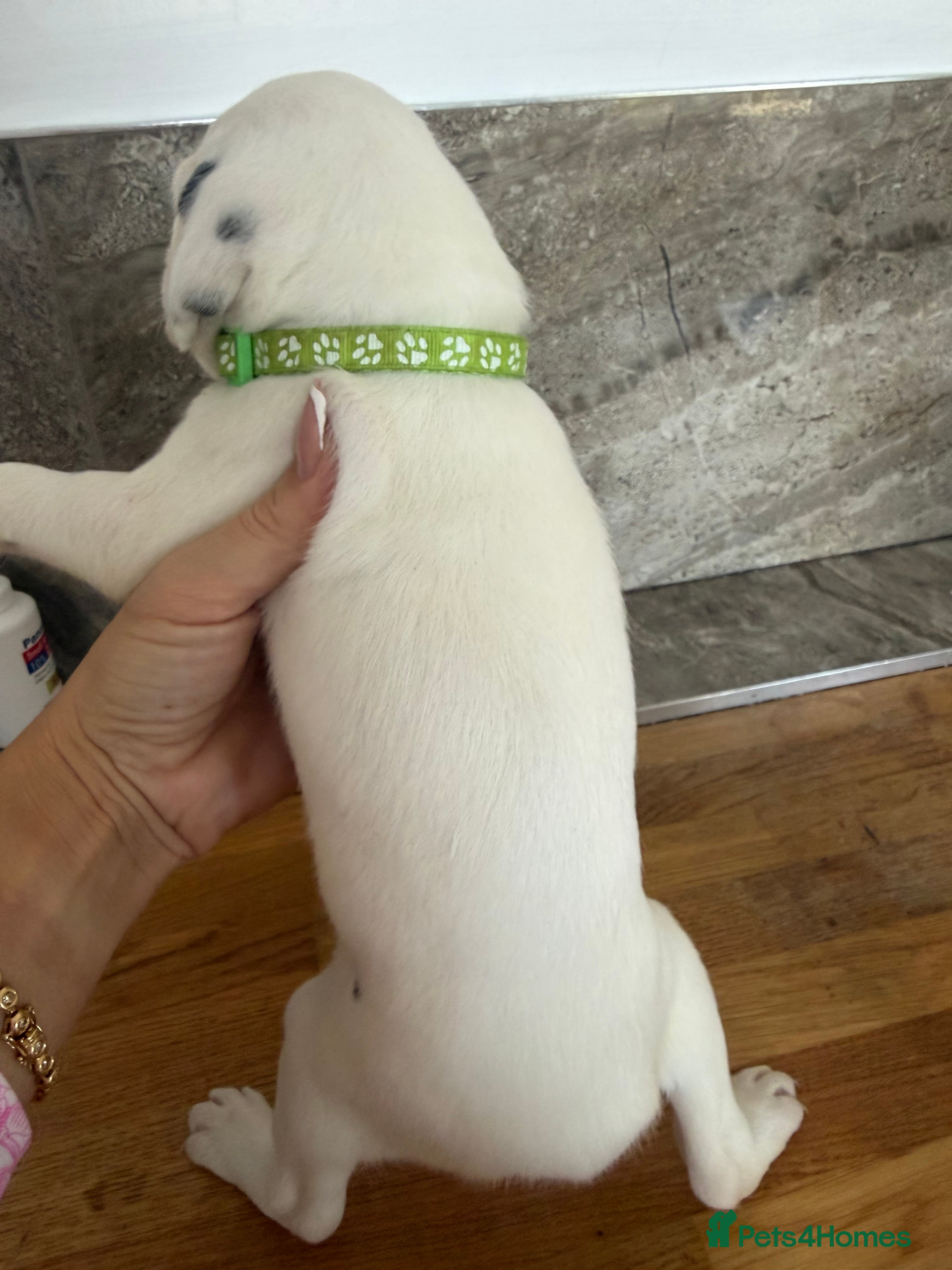 Dalmatian dogs for sale: 🏆🐾TOP QUALITY! BORN! 29th sep  🐾🏆 - Advert 2
