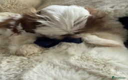 Shih Tzu dogs for sale: 4 imperial shih Tzu beautiful boys  - Image 13