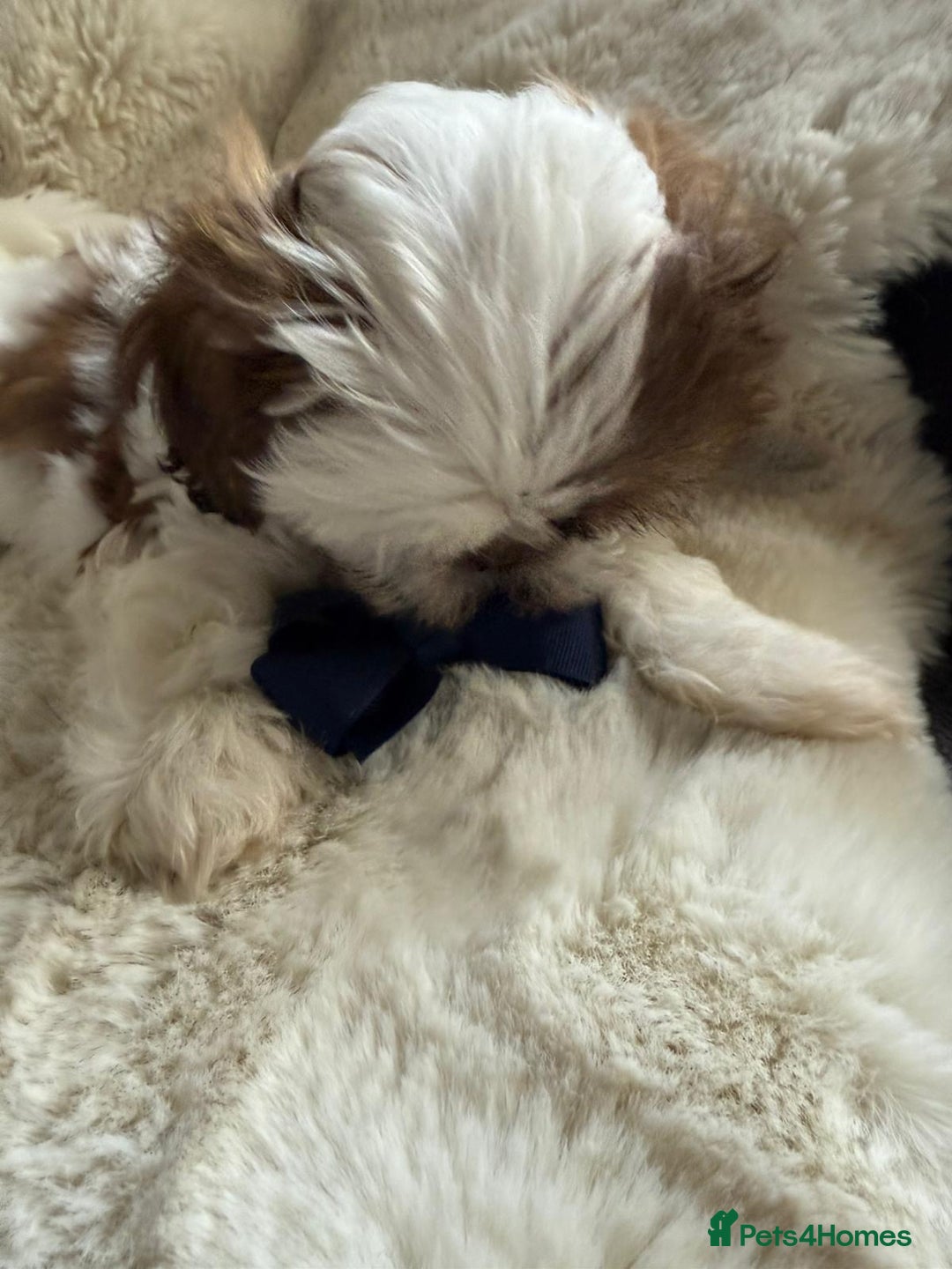 Shih Tzu dogs for sale: 4 imperial shih Tzu beautiful boys  - Image 13