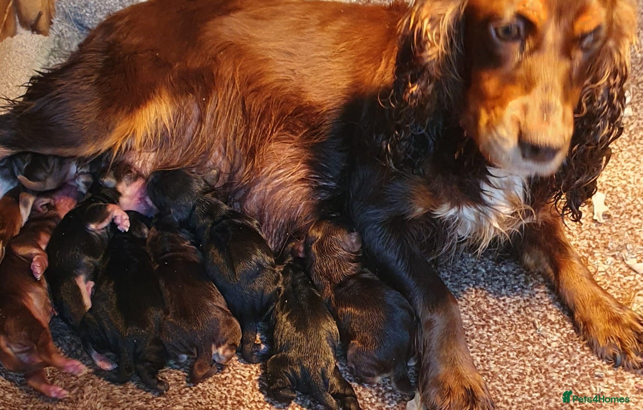 Cocker Spaniel dogs Show type spaniels - Advert 1