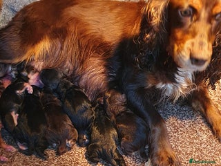 Cocker Spaniel dogs Show type spaniels - Advert 1