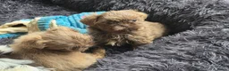 Shih Tzu dogs for sale: Amazing imperial shih tzu puppies ready now - Advert 19