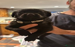 Mixed Breed dogs for sale: Rottweiler cross Labrador *READY TO VIEW* in Oxted - Image 7