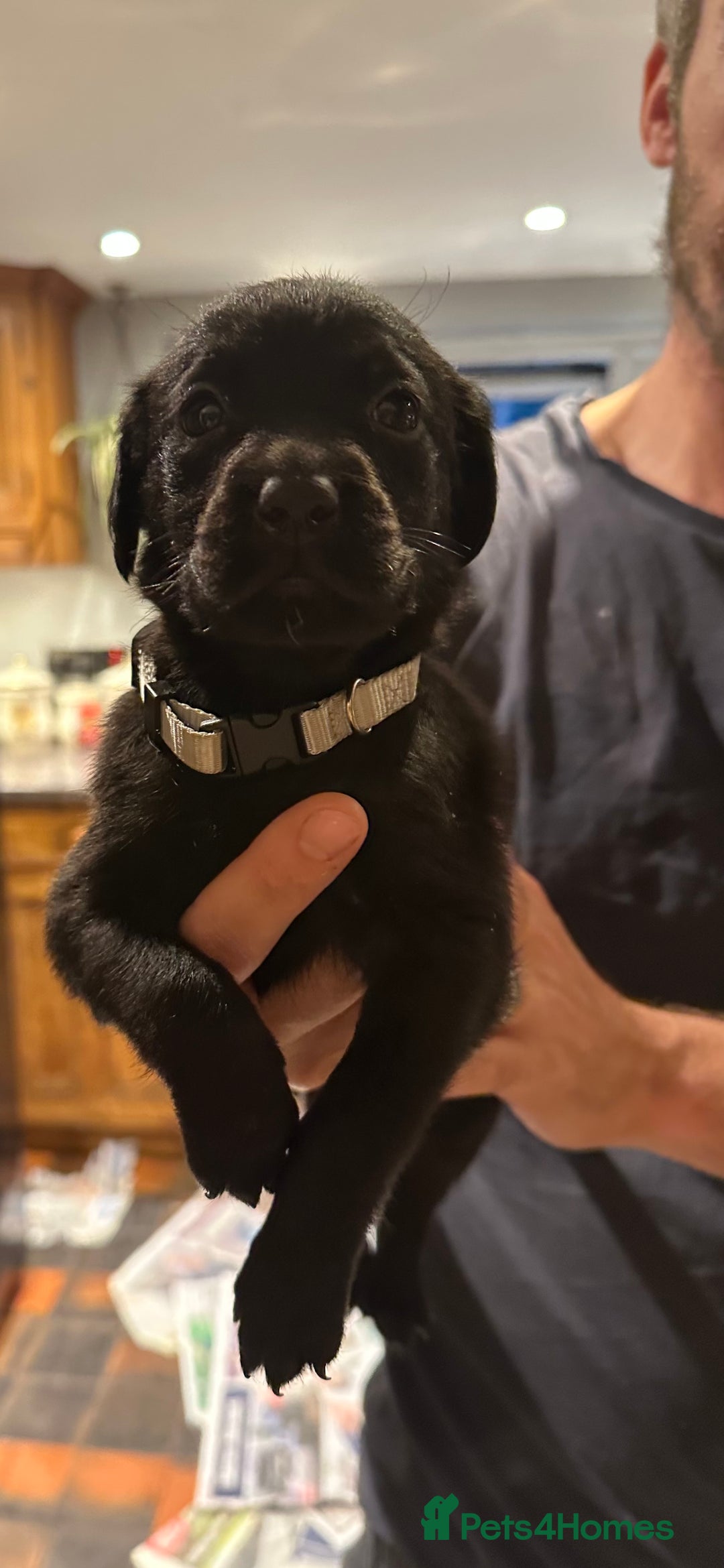 Mixed Breed dogs for sale: Rottweiler cross Labrador *READY TO VIEW* in Oxted - Image 7