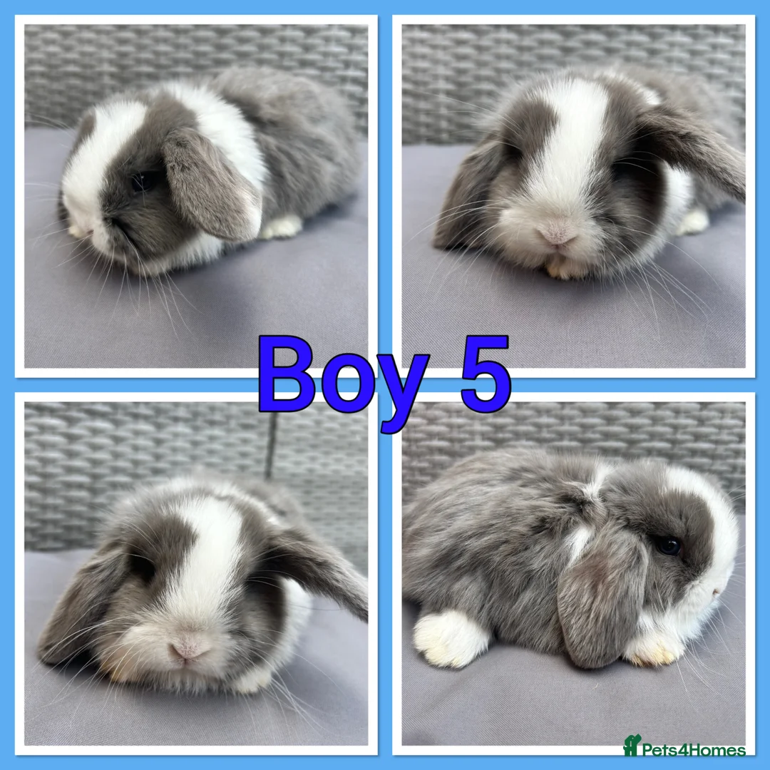 Mini Lop rabbits for sale: Mini lop babies  - Advert 2
