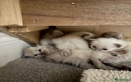 Ragdoll cats for sale: Ragdoll kittens for sale - Image 5