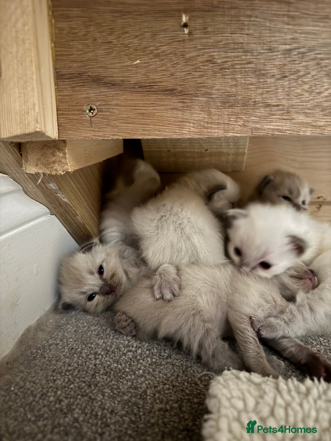 Ragdoll cats for sale: Ragdoll kittens for sale - Image 5