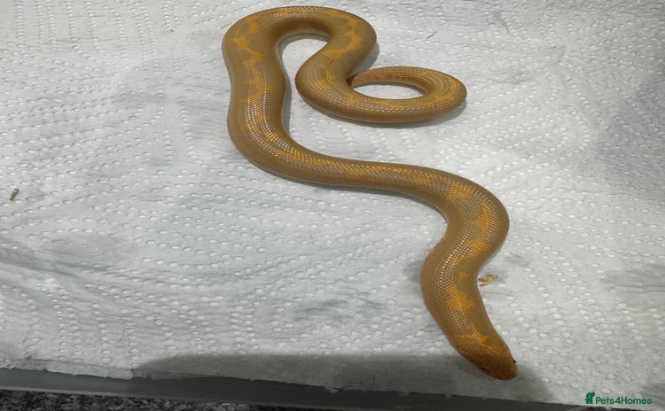 Snake reptiles - Advert 5