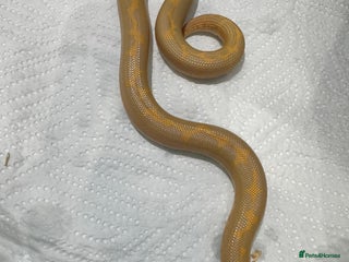 Snake reptiles - Advert 40