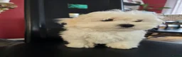 Maltese dogs for sale: Adorable Maltese Puppies for Sale - Advert 11