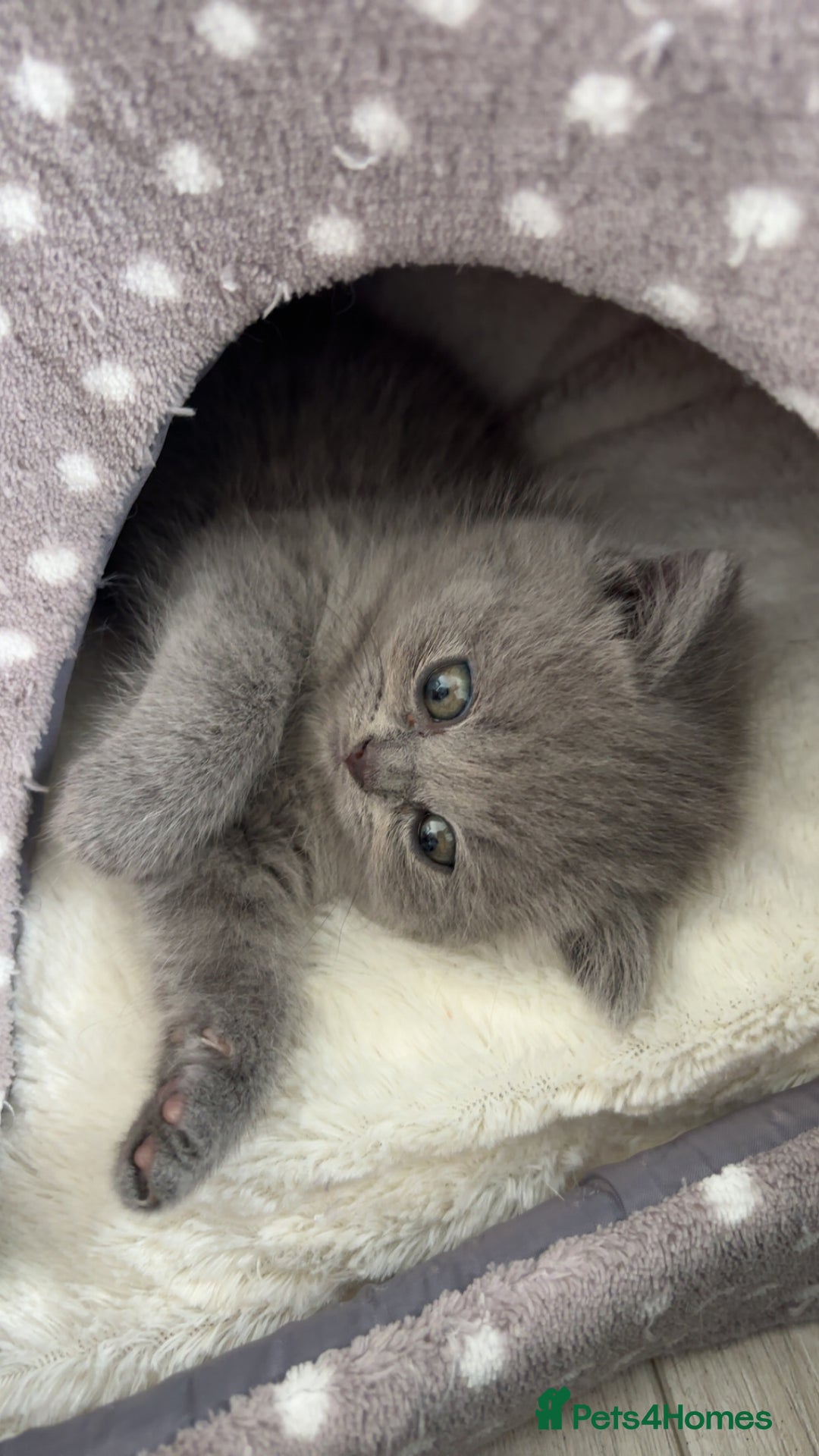 Scottish Fold cats for sale: British shorthair x Scottish fold kittens - Advert 5