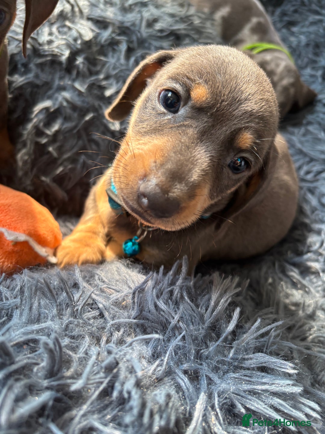 Dachshund dogs for sale: 7 beautiful dachshund baby’s  - Image 4