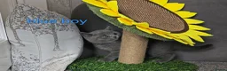 British Shorthair cats for sale: British Shorthair kitten - Advert 14
