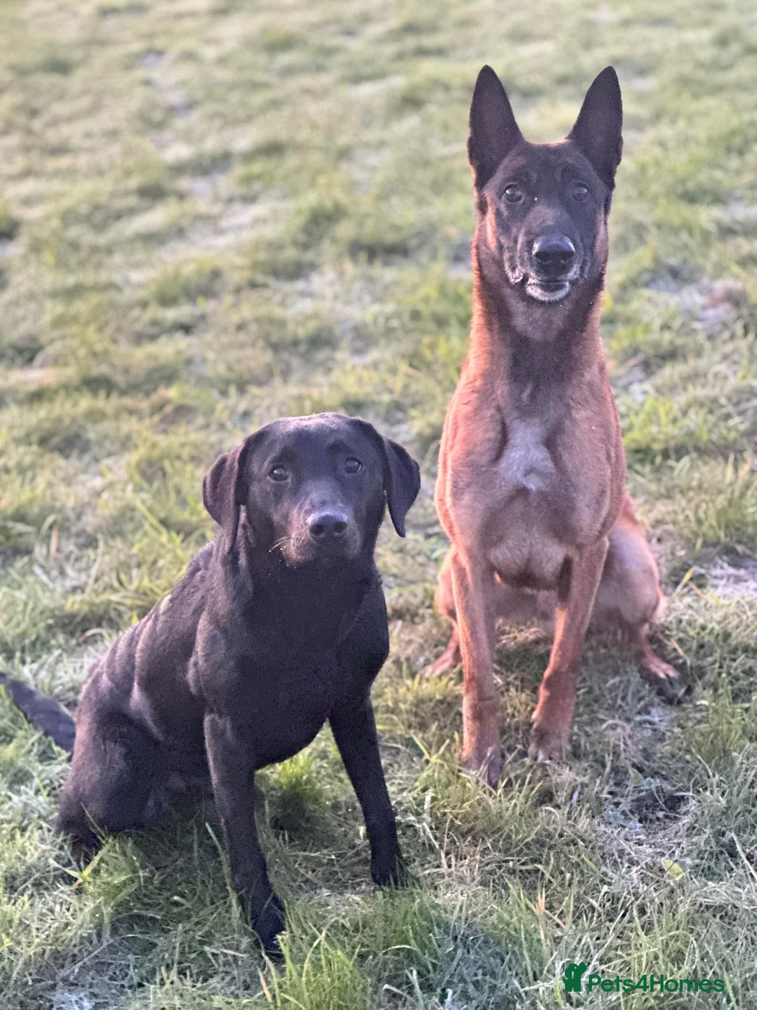 Labrador Retriever dogs Lovely natured trained Black Lab Girl - Advert 5