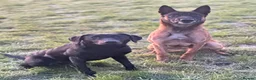 Labrador Retriever dogs for sale: Lovely natured trained Black Lab Girl - Advert 1