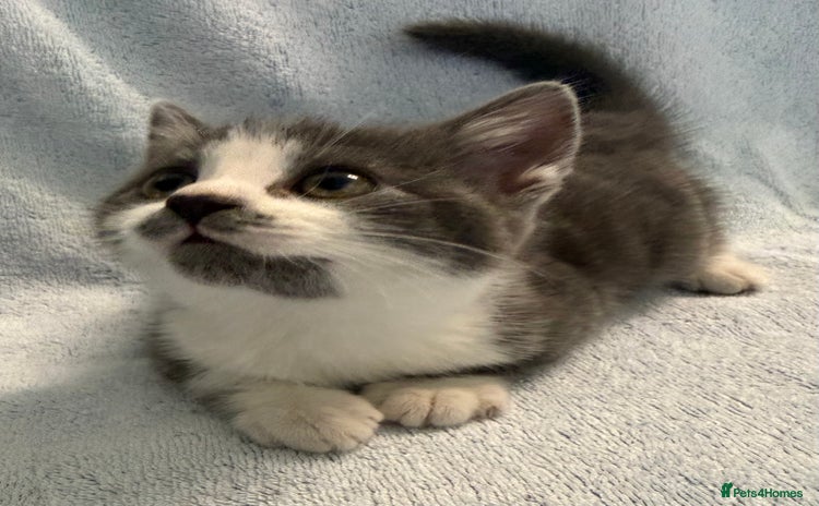 Mixed Breed cats - Advert 2
