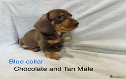 Miniature Dachshund dogs for sale: ✨READY TO LEAVE✨Miniature Dachshund Pups💕  - Image 12
