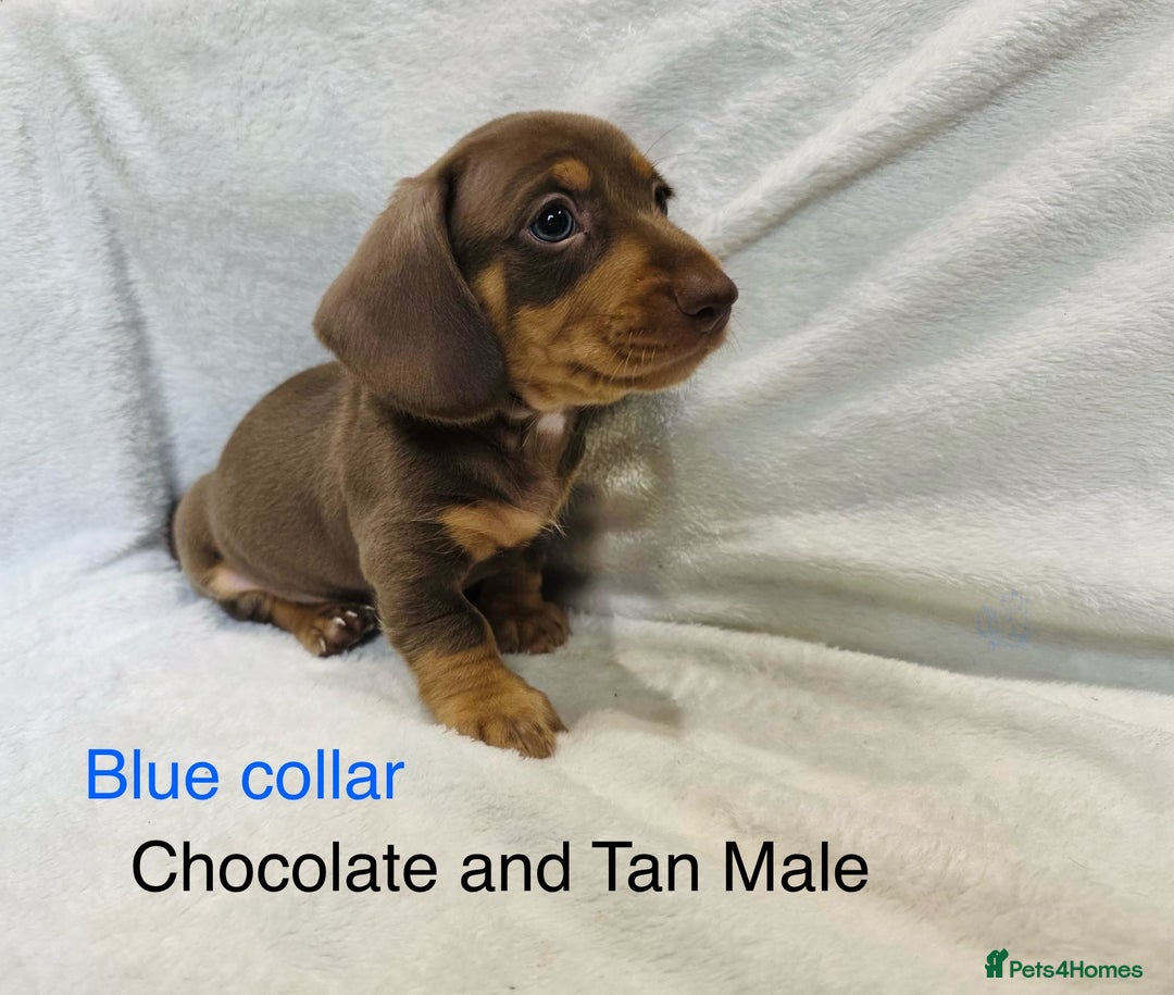 Miniature Dachshund dogs for sale: ✨READY TO LEAVE✨Miniature Dachshund Pups💕  - Image 12