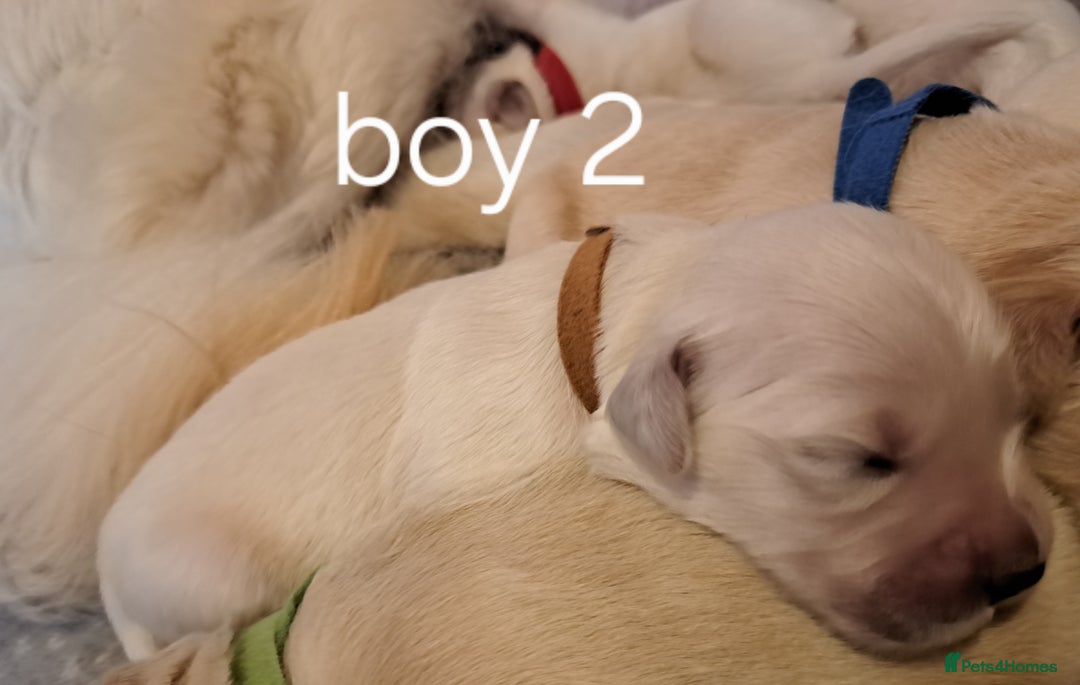 Golden Retriever dogs for sale: Golden retriever puppies  - Image 10