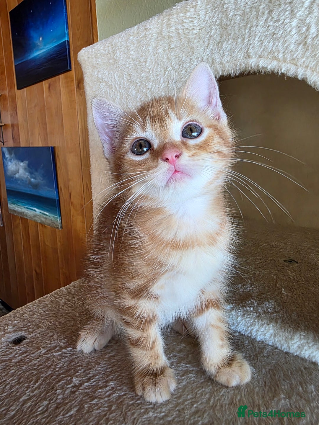 Domestic Shorthair cats for sale: Four sweet little flufflets - Image 12