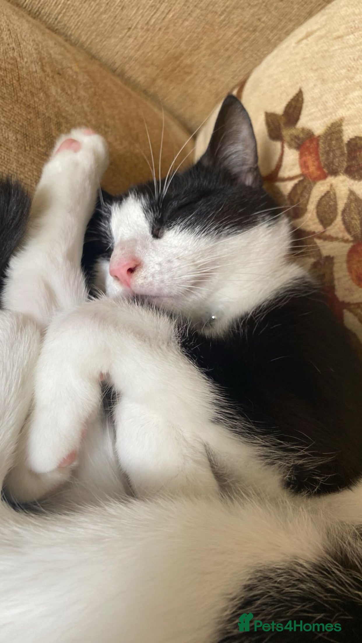 British Shorthair cats Kitty for sale - Advert 4