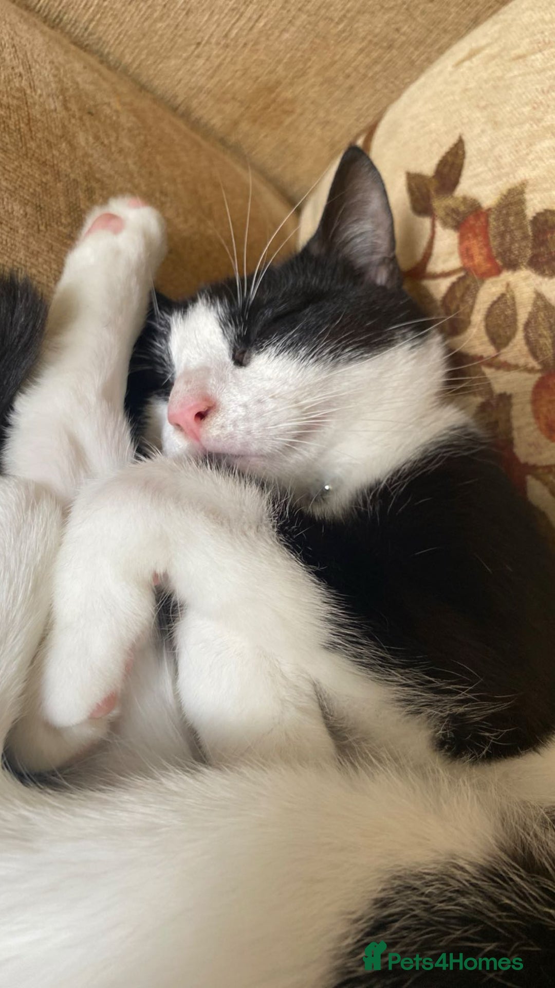 British Shorthair cats for sale: Kitty for sale - Advert 1