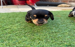 Miniature Dachshund dogs for sale: KC Reg, short haired miniature daschund puppies - Image 7