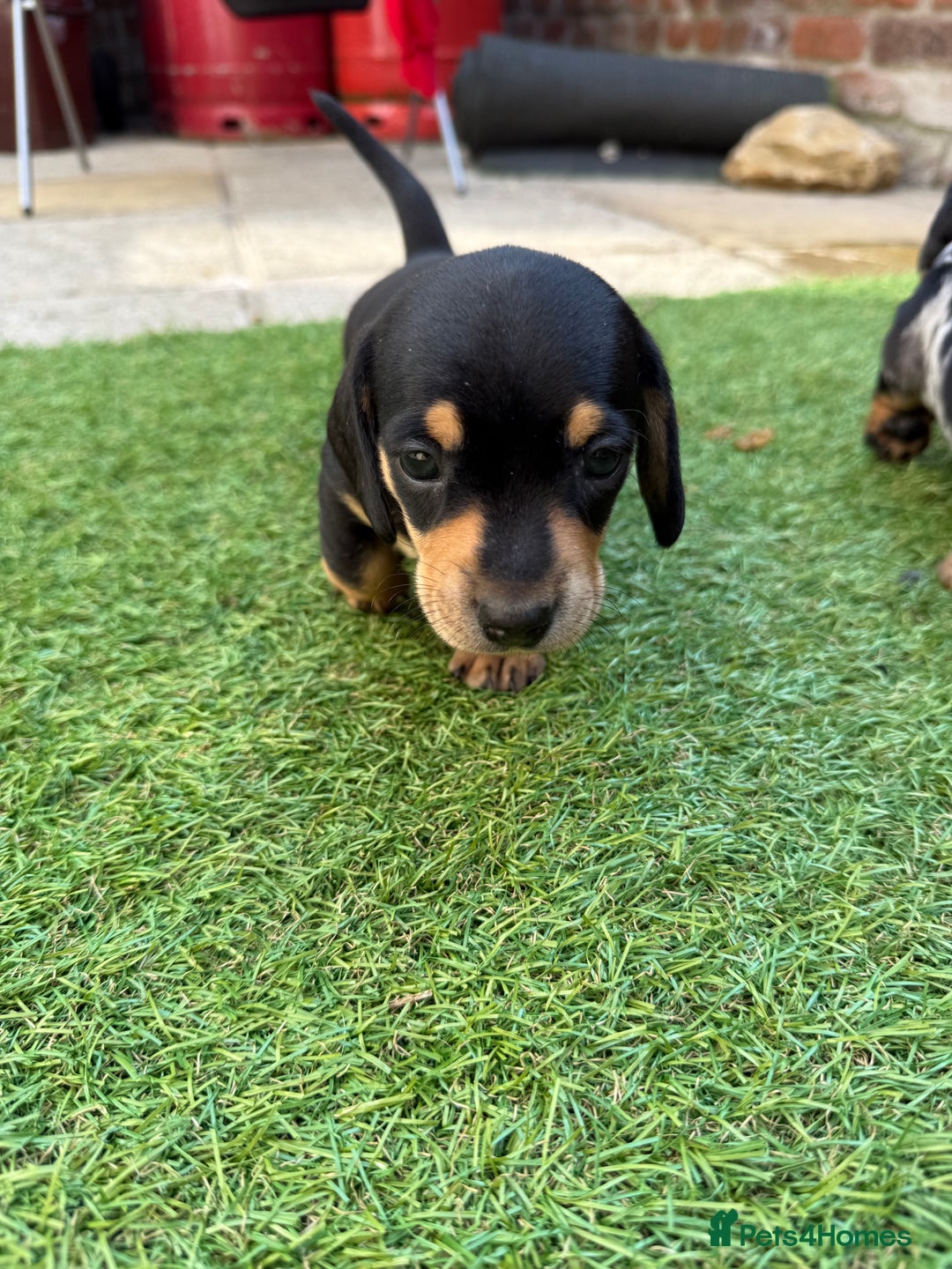 Miniature Dachshund dogs for sale: KC Reg, short haired miniature daschund puppies - Image 7