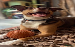 Mixed Breed dogs for sale: Toffee - Image 3