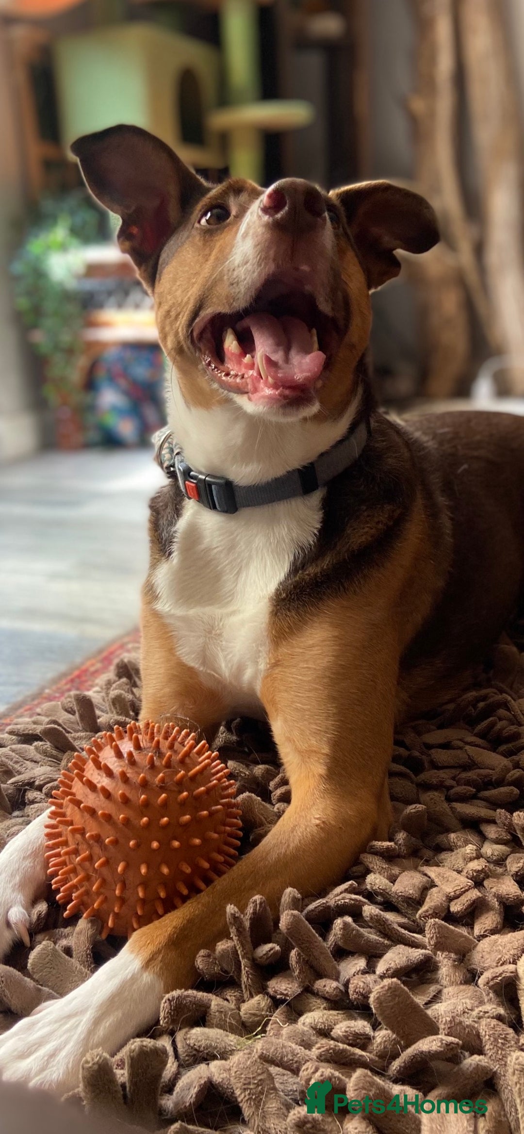 Mixed Breed dogs for sale: Toffee - Image 3