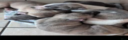 Whippet dogs for sale: The most precious! Kc wippets 🐶 boys & girls   - Advert 15