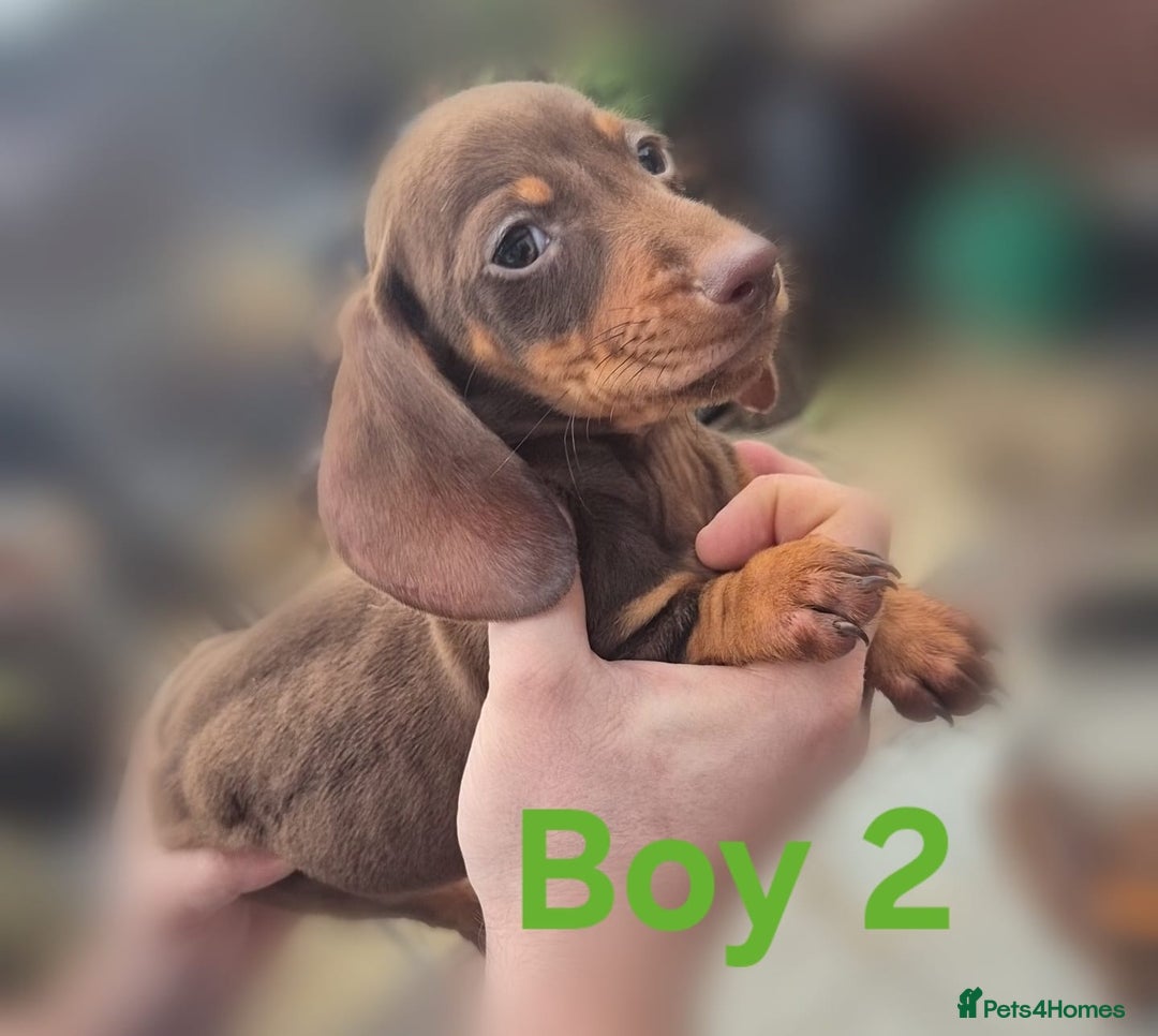 Miniature Dachshund dogs for sale: !!!Minature Dachshunds For Sale!!! - Advert 7