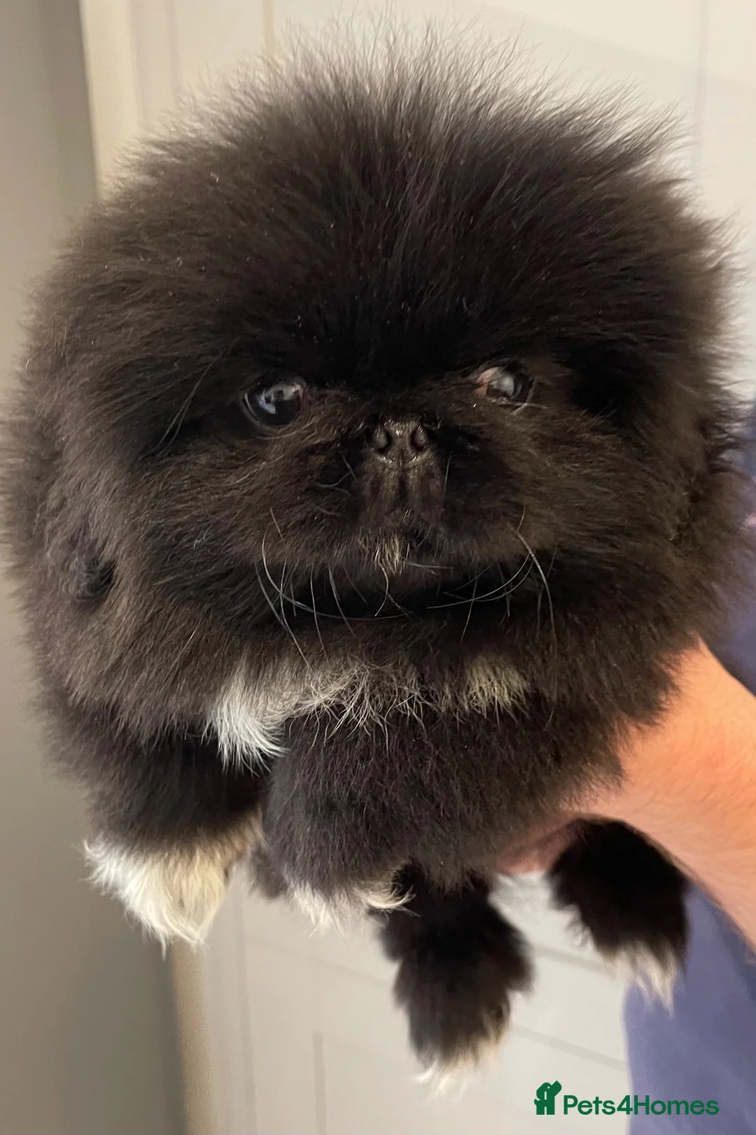 Pekingese dogs for sale: 💙Stunning Black KC registered Pekingese Puppy💙 - Advert 1