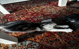 British Shorthair cats for sale: Beautiful British Shorthair/Turkish Angora Kittens - Image 16