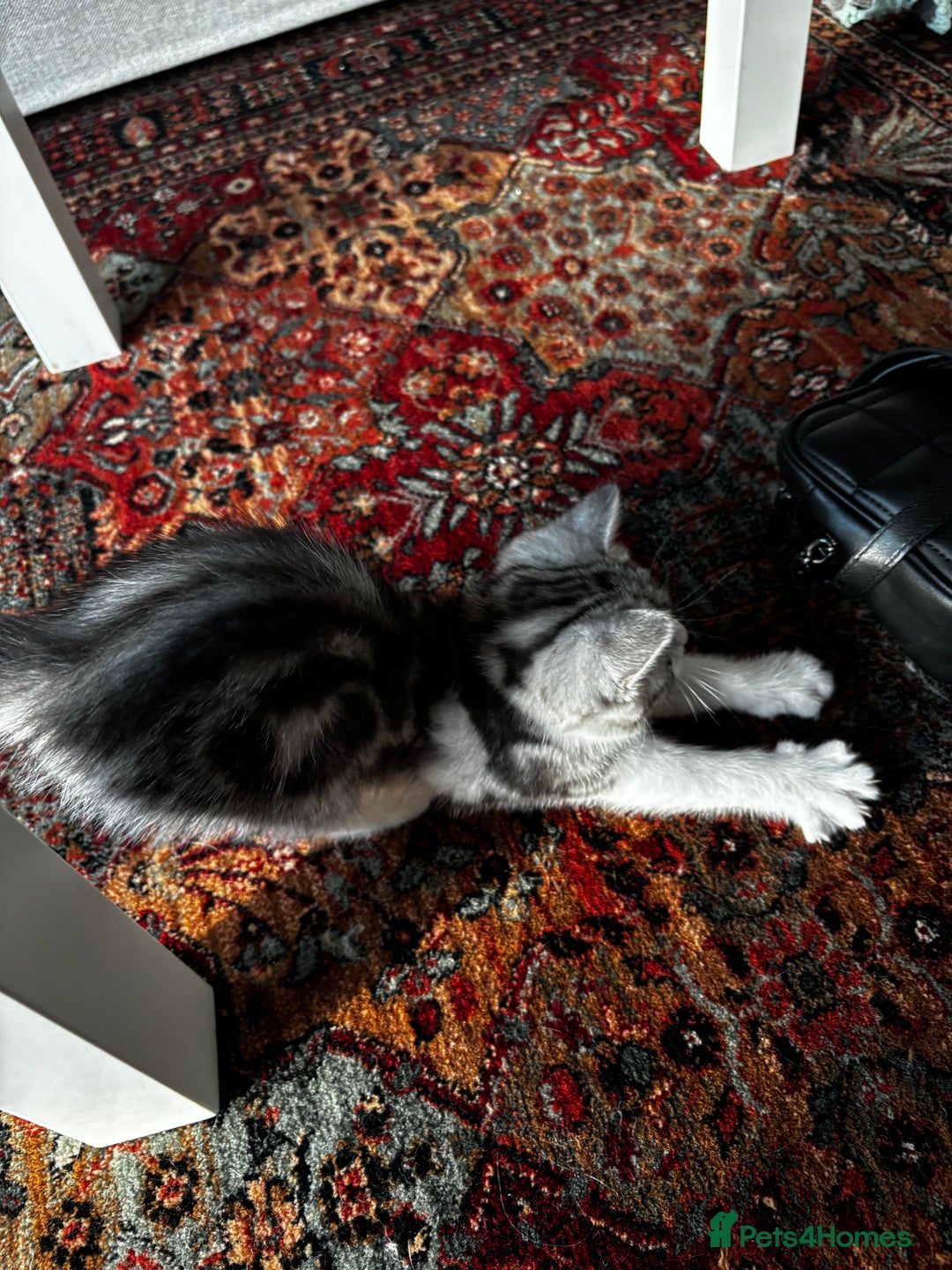British Shorthair cats for sale: Beautiful British Shorthair/Turkish Angora Kittens - Image 16