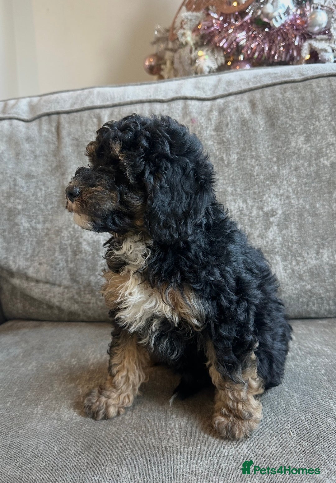 Cavapoo dogs for sale: Beautiful Cavapoos’s  - Advert 5
