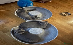 British Shorthair cats for sale: My 2 cute girls are ready to find new family💗  - Image 8
