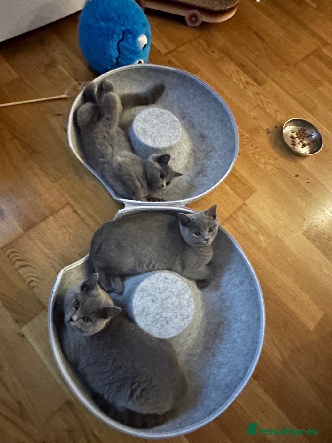British Shorthair cats for sale: My 2 cute girls are ready to find new family💗  - Image 8