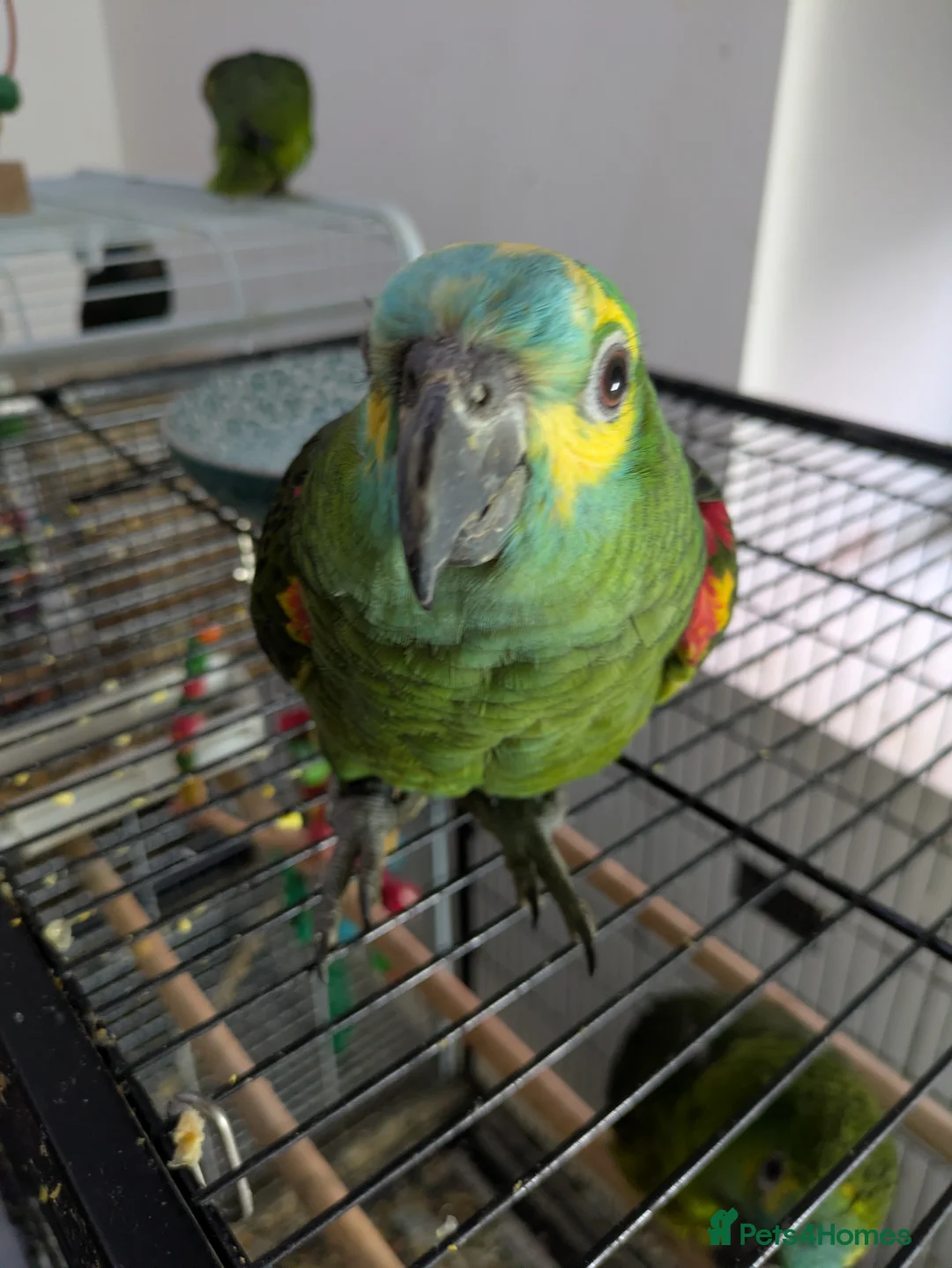 Parrots birds for sale: Hand reared super friendly blue fronted Amazons  - Advert 5