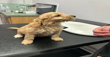 Cockapoo dogs BEAUTIFULL F1 COCKAPOO PUPPYS - Advert 12