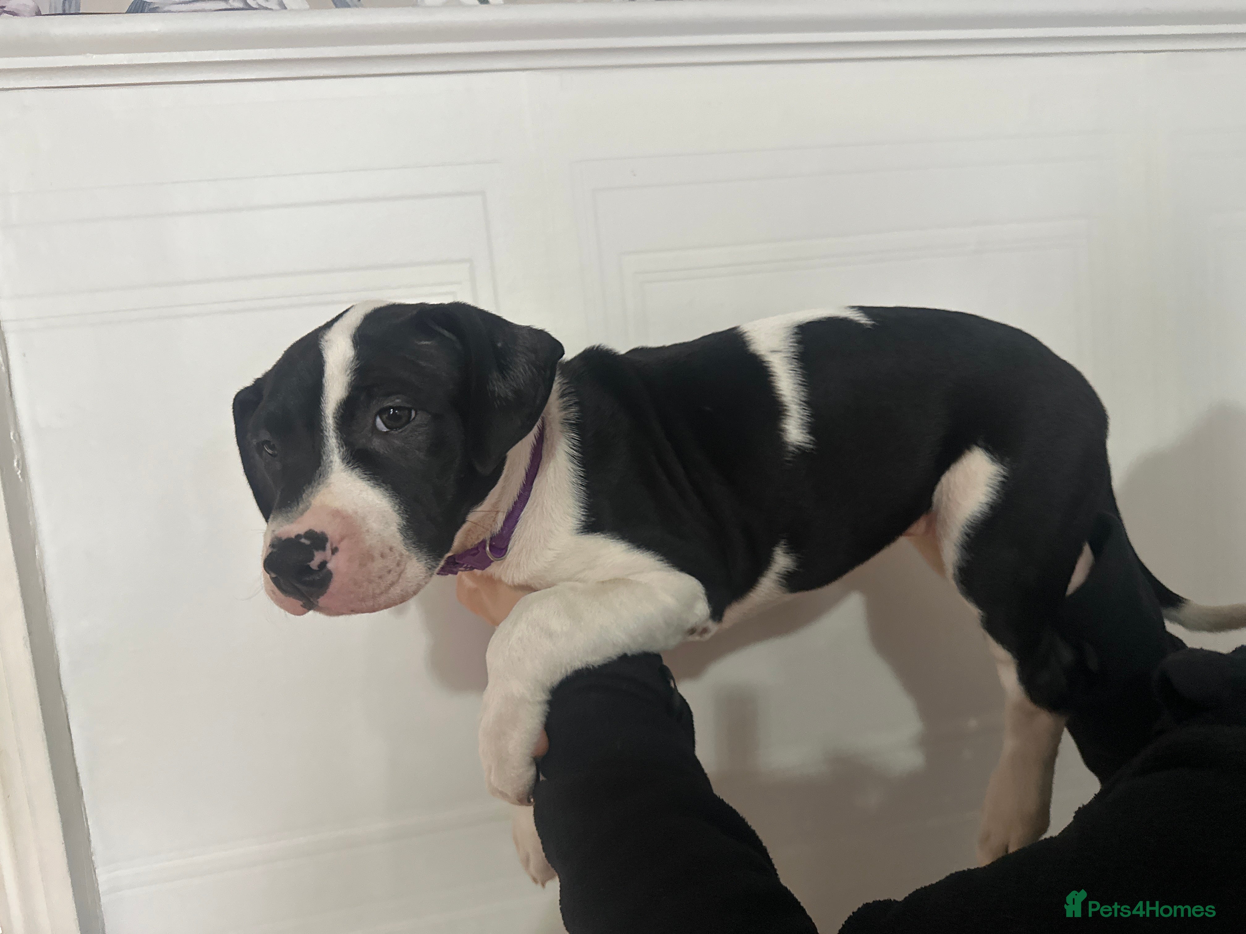 Mixed Breed dogs 10 week old pups  - Advert 2