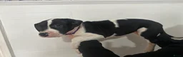 Mixed Breed dogs for sale: 10 week old pups  in Halifax - Advert 2